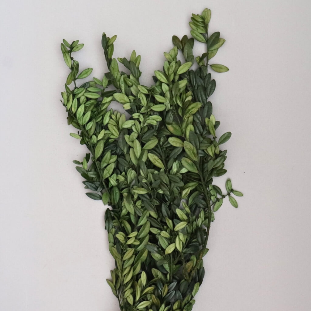 Buxus stabilizovaný zelený – přírodní dekorace do vázy nebo aranžmá